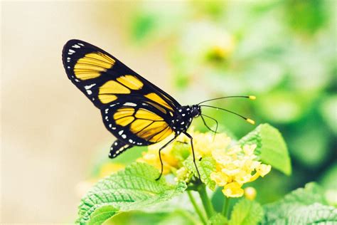 borboleta amarela significado